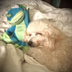 Love-on-Dog---Ziggy-Stardust-in-Mom-&-Dad's-Bed-w-his-Dragon